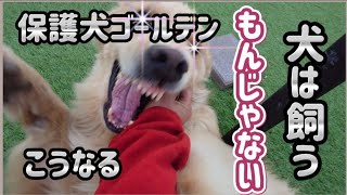 保護犬ゴールデン【独身が犬を飼うとこうなる】愛情が独身中年を弱らせます！