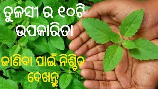 ତୁଳସୀ ର ୧୦ଟି ଉପକାରିତା|ପ୍ରତ୍ୟେକ ଦିନ ବ୍ୟବହାର ଦ୍ଵାରା ହେବ ନାହିଁ କୌଣସି ପ୍ରକାର ରୋଗ|10 Benefits of Tulasi