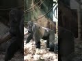 silverback gorilla in chicago zoo gorilla shorts ape