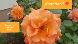 Westerland Rose P5 🌹/ Lola's Hardin