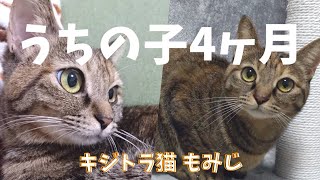 【記念日】お家に来て4ヶ月になったよ〜！キジトラ猫もみじさん🍁