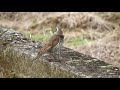 ツグミさん、嘴に何かついていますよ～野鳥観察　0109