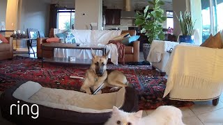 When Mercy the Dog Is Busted Chewing on a Picture, Her Cat Accomplices Cover Up for Her | RingTV