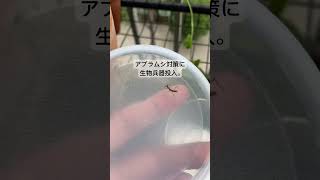 #アブラムシ #カマキリ #テントウムシ #昆虫 #虫取り #アサガオ #観葉植物 #ポトス #家庭菜園 #モンステラ #plants #塊根植物 #害虫駆除 #挿し木 #ビカクシダ #編み物