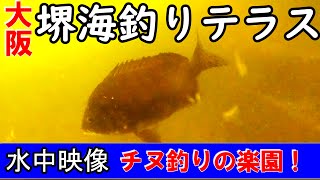 堺海釣りテラスはチヌ釣りの楽園！ポイントを水中映像から解説