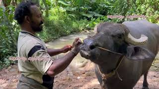 തിരുവനന്തപുരം ജില്ലയിലെ ഏറ്റവും വലിയ പോത്ത്  വിൽപ്പനക്ക്....