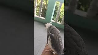 koo kee ... koo kee 😘( cockatiel  sound)