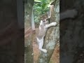 അങ്ങേരെ ഞാൻ എന്നും ആയി നോക്കിയിരിക്കുന്നു funnycat funny catvideos ytshorts kitty subscribe🦝