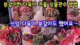 겨울 다육이 첫물관수 전 이렇게 해요 ~신입 다육이 분갈이도 했어요 ~🌸뿌리 활착 할때까지 조금 따뜻하게~~😆