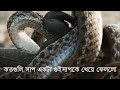 Iguana vs Snakes (Full Clip) | Planet Earth II | BBC Earth