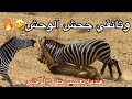 وثائقي مضحك عن حمار الوحشي( جحش الوحش) طلع مو هين هالخبل😂🔥