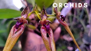 Bulbophyllum Fascinator Orchid Bloom Highlight + Care Tips ✨️