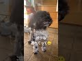 ボクも連れてって😀 トイプードル 犬のいる生活 かわいい犬 癒し