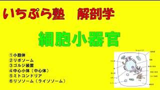 【いちぷら塾】解剖学　1人体の構成　３細胞小器官 #あん摩マッサージ指圧師、鍼灸師