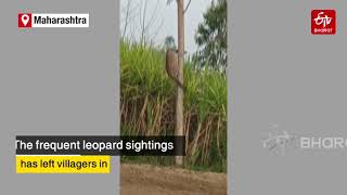 Leopard climbs up Eucalyptus tree in Nashik : Leopard jumped from the tree | Leopard Viral Video