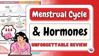 Menstrual Cycle Explained: Hormones, Ovulation & Phases Simplified
