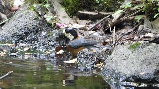 河口湖フィールドセンターのヤマガラの水浴び　その１７（4K60P動画）