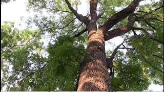 Tree Identification - Black Walnut and 