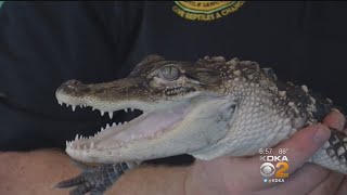 Wildlife Experts Pushing For Ban On Alligators Being Kept As Pets