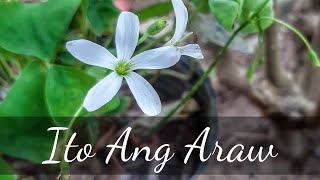 ITO ANG ARAW | Himig Heswita