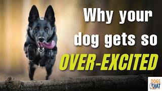 The Truth About Over-Aroused Dogs And What Shapes Their Emotional Responses