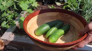 3 Incredible Secrets to Growing Tons of Food in a Tiny Garden