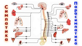 Симпатикалық және парасимпатикалық жүйке жүйесі