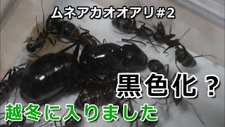 ムネアカオオアリ#2　黒色化？　越冬に入りました