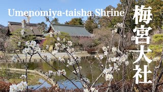 京都嵐山 梅宮大社の梅と桜 Umenomiya-taisha 京都の庭園巡り