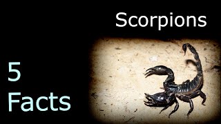 5 Sinister Facts About Scorpions!