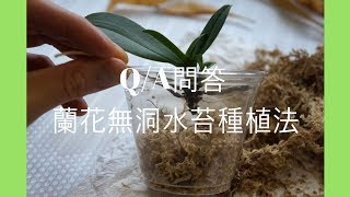 Q\u0026A問答 - 蘭花無洞水苔種植法 | 養護技巧 | 蘭花種植