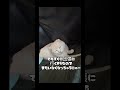 カリン様復活！　 猫好きさんと繋がりたい カリン様 cat