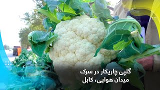 Charikar Cauliflower at the Airport Road, Kabul / گلپی چاریکار در سرک میدان هوایی، کابل