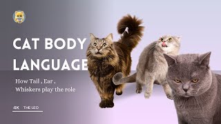 What different Cat tail position means ? Decoding cat body language