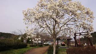 【梅原あおぞら公園のモクレン】　岐阜県山県市　2024年3月30日（土）