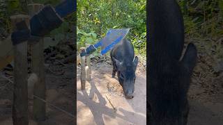 Amazing Quick Powerful Wild Pig Trap Make Big Knife #shortvideo #wildboar #short