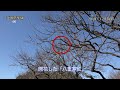 2018.11.20 撮影. 偕楽園の梅開く no.3