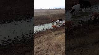 Жду пока все напьются 😉🐮🐄🐂