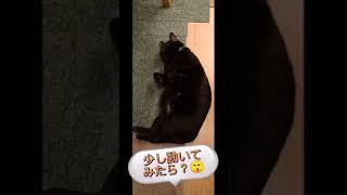 ワガママボディの黒猫さん