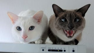 Sweet Siamese Cats Talking \u0026 Love Cuddle || Süße Siamkatzen reden \u0026 lieben Knuddel