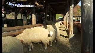 [국민리포트] 해발 800m 대관령…겨울나기 준비 분주