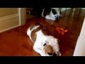 Mad at ... English bulldogs on my virtual bulldog channel