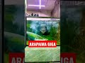 arapaima eating live chicken arapaima monsterfish fishfeeding viral shorts