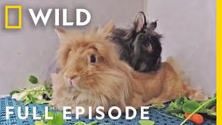 Animal ER: Down the Rabbit Hole ( Episode) | Nat Geo Wild
