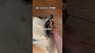 親ガチャ失敗した柴犬。#shorts