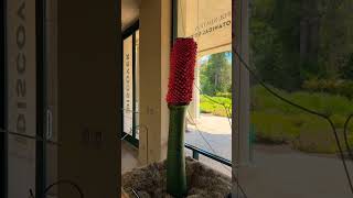 Titan arum, corpse flower