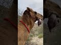 Эт что с ним 😿 бедный верблюд 🐫 животные природа