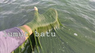 LUMUT BATU TERBAIK