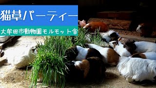 モルモットの猫草パーティー！　Guinea pigs' cat grass party!