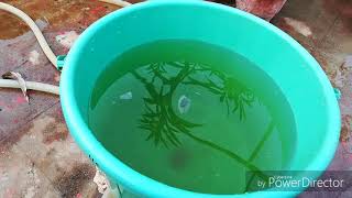 Waste decomposer ko Chote se Terrace Garden mein Kese Banaye, How to make  waste decomposer